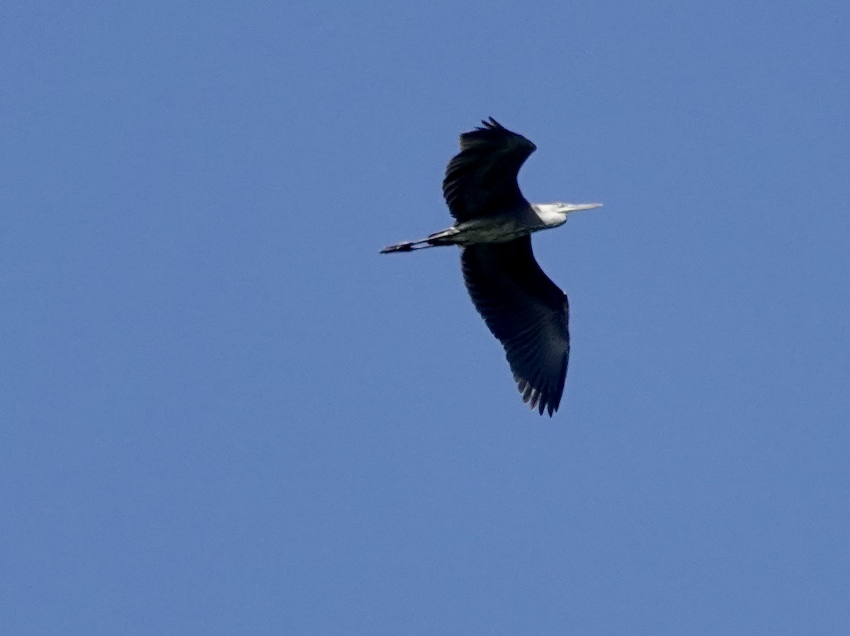 Great Blue Heron - ML608888169