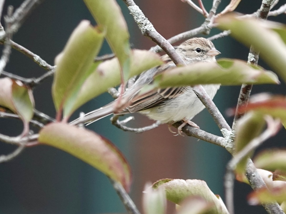 Chipping Sparrow - ML608888200