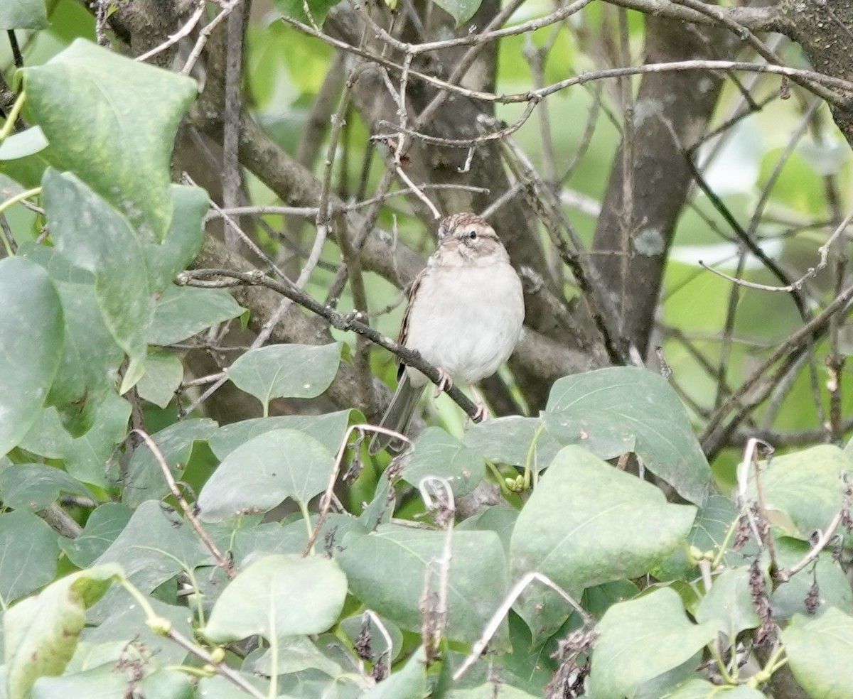 Chipping Sparrow - ML608888203