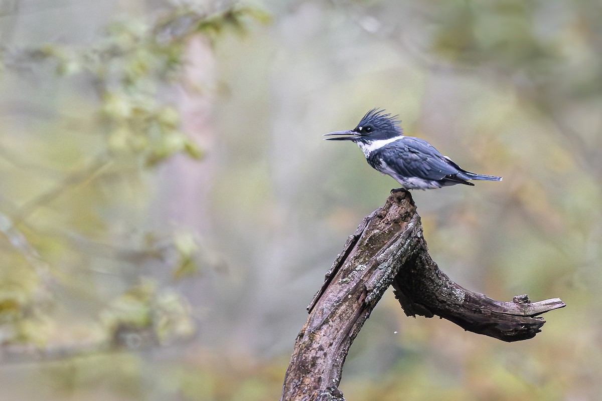 Belted Kingfisher - ML608888225