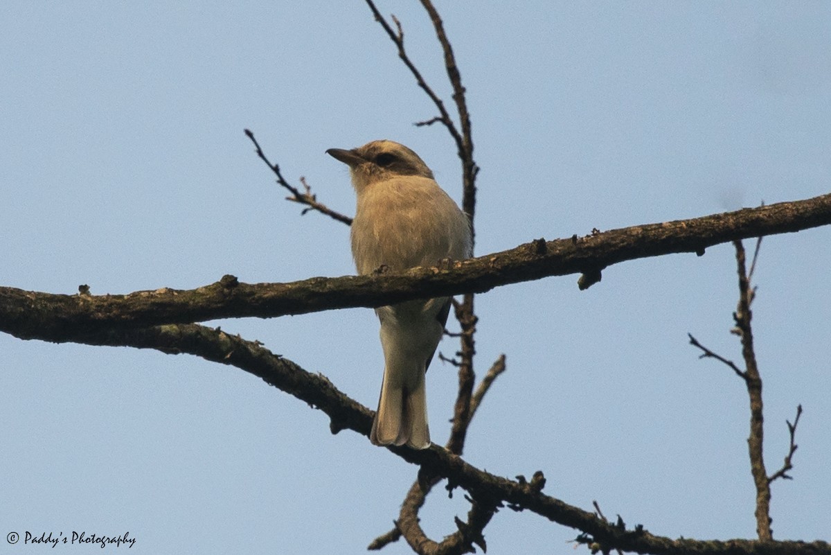 Common Woodshrike - ML608888321