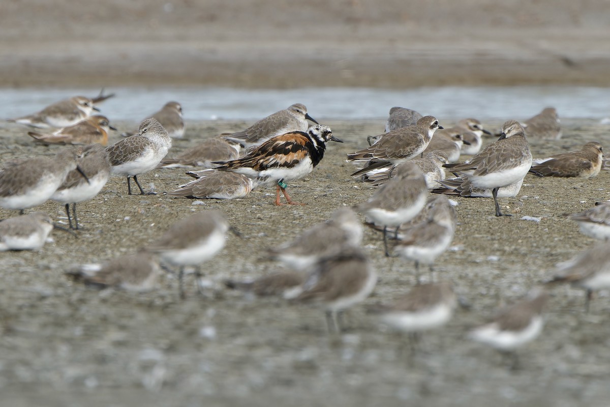 Ruddy Turnstone - Sam Hambly