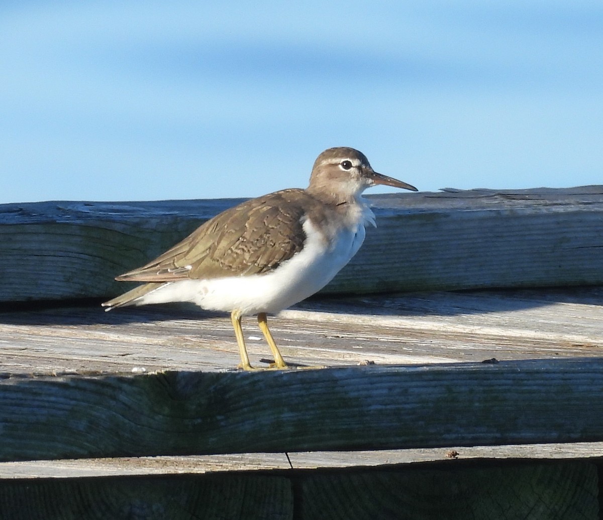 Spotted Sandpiper - John  Paalvast