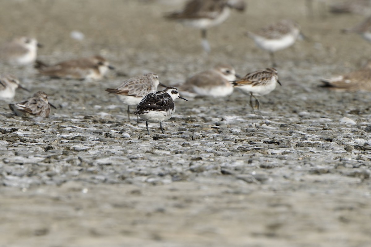 Red-necked Phalarope - Sam Hambly