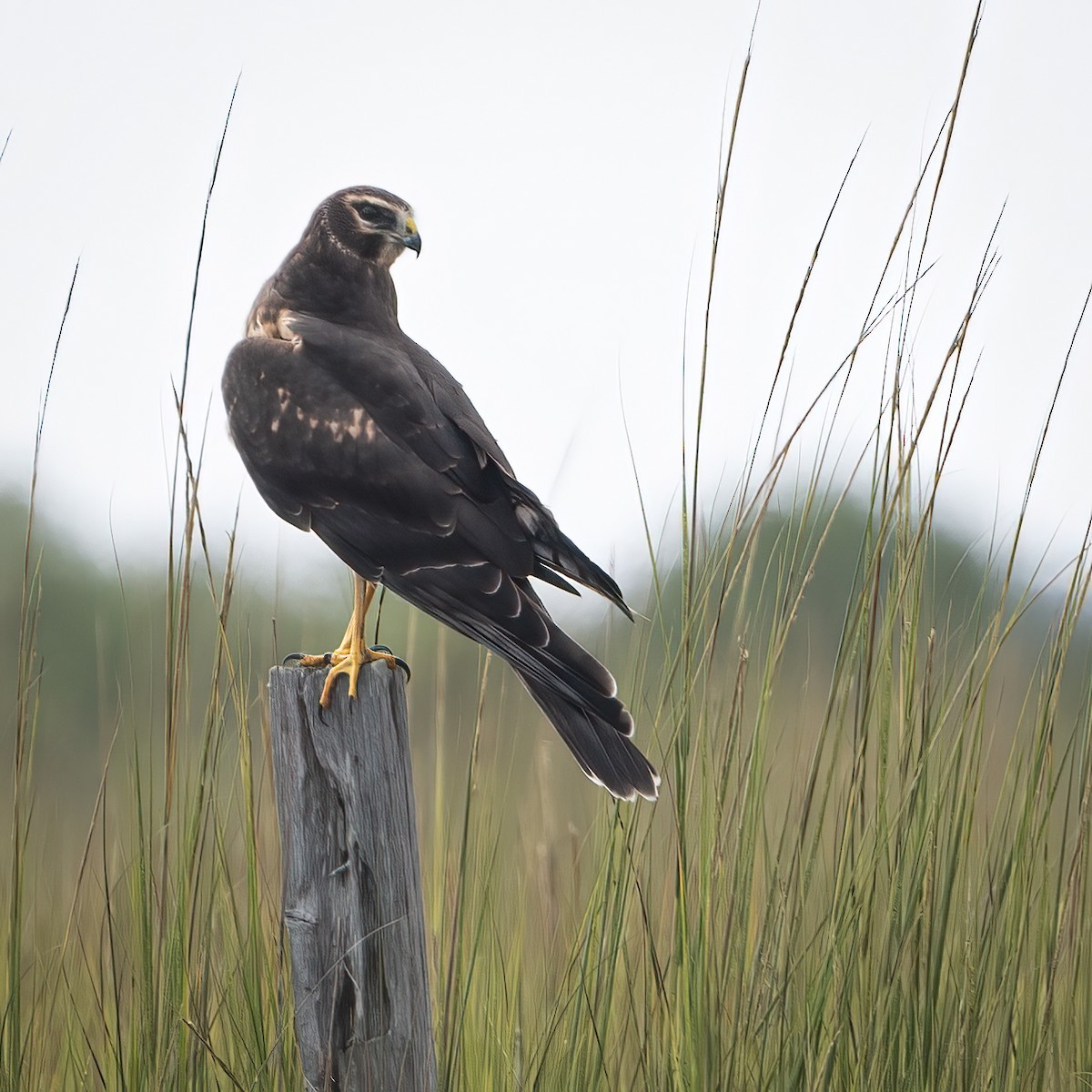 Northern Harrier - ML608888481