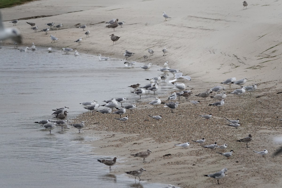 Laughing Gull - ML608888533