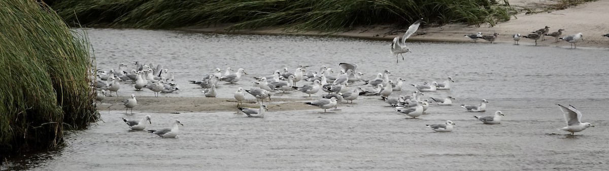 Ring-billed Gull - ML608888578