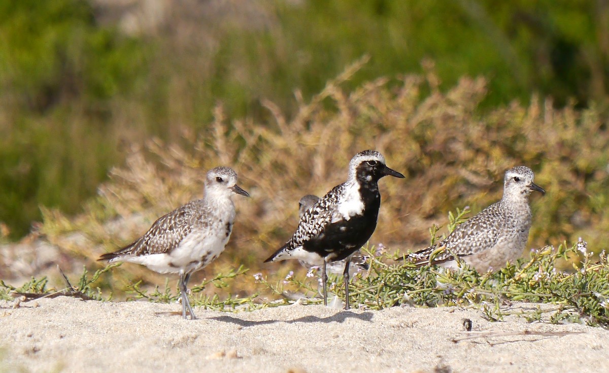 Black-bellied Plover - ML608888608