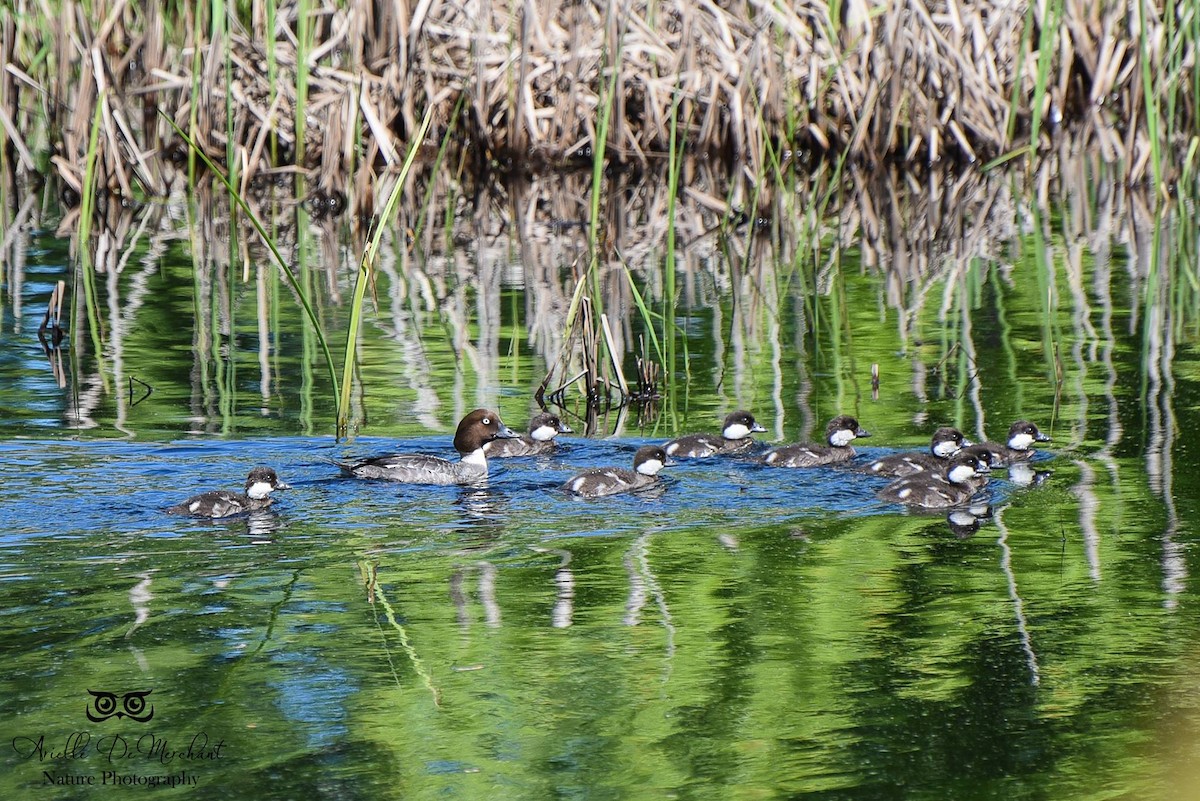 Common Goldeneye - ML60888861