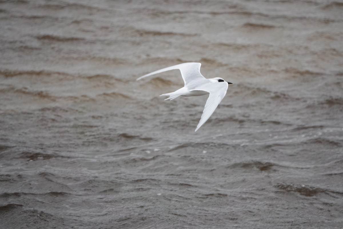 Forster's Tern - ML608888635