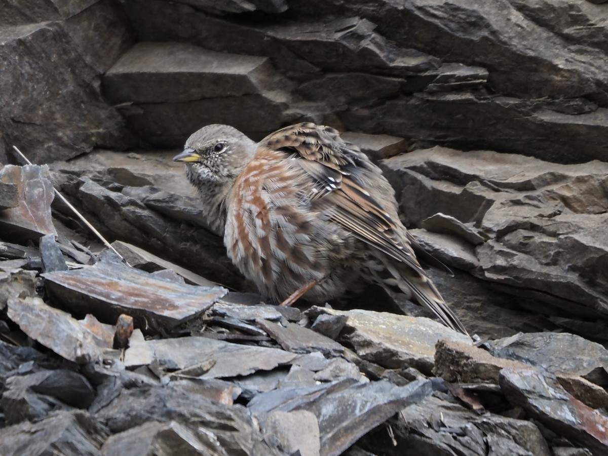 Alpine Accentor - ML608888683