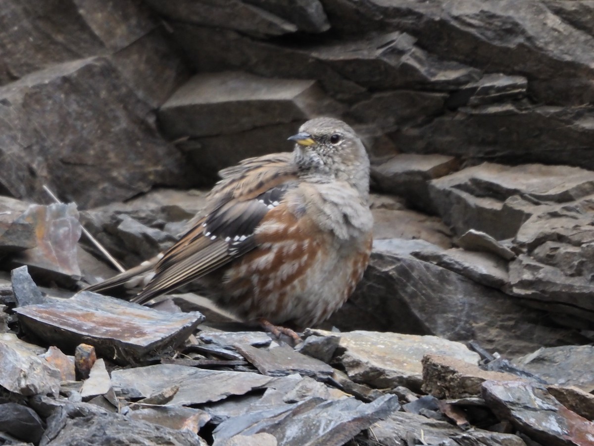 Alpine Accentor - ML608888684