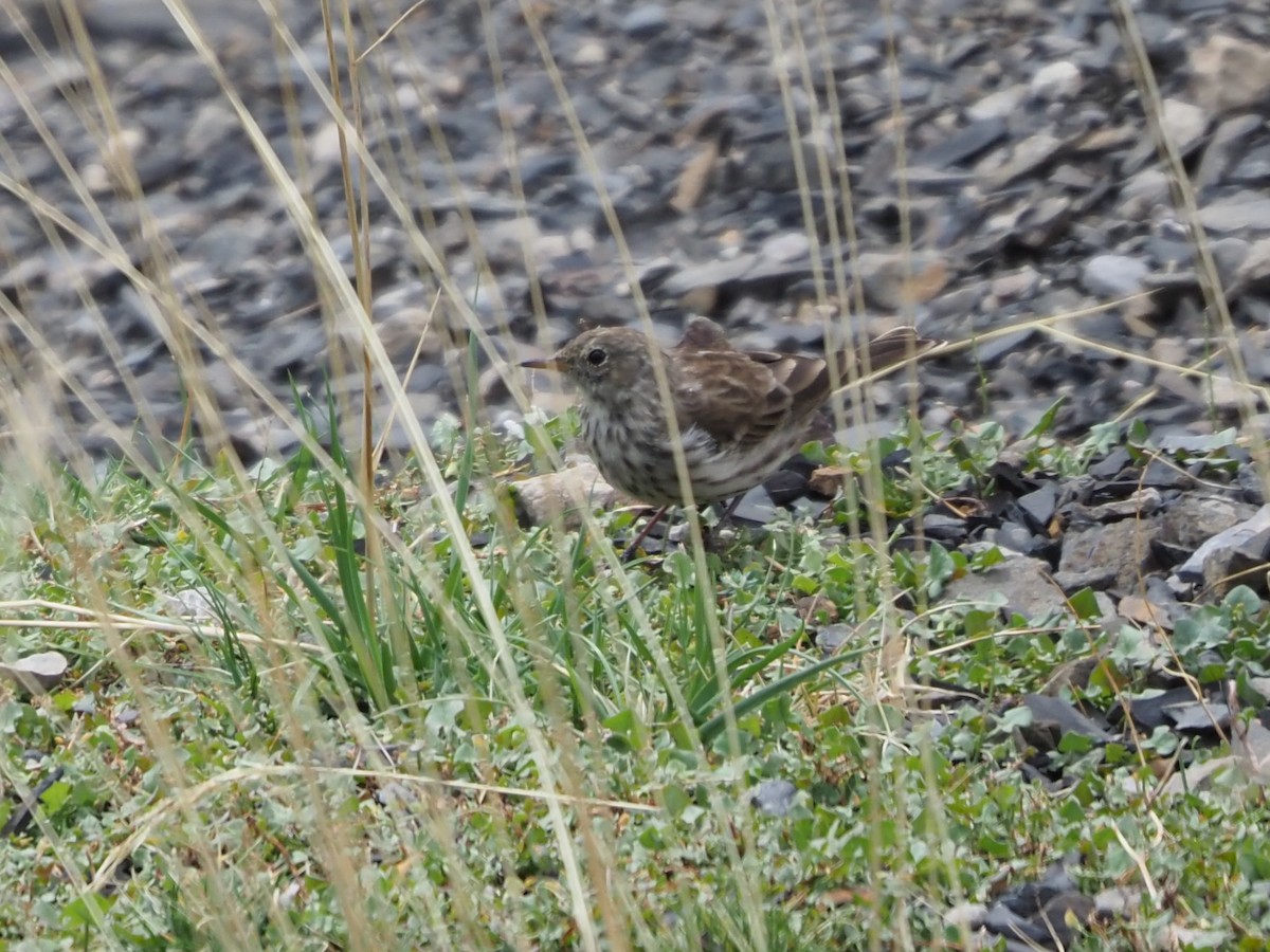 Water Pipit - ML608888692