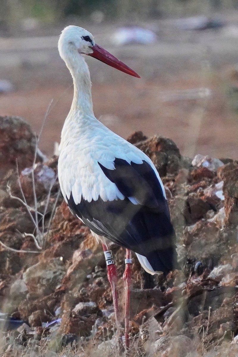 Cigogne blanche - ML608888733