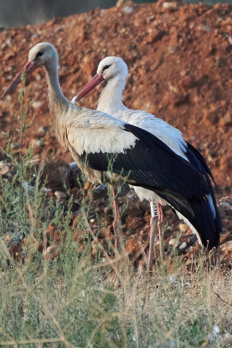 White Stork - ML608888737