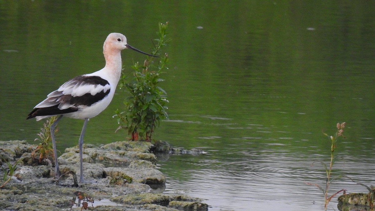 Avocette d'Amérique - ML608888949