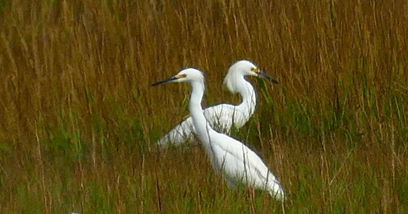 Snowy Egret - ML608888950