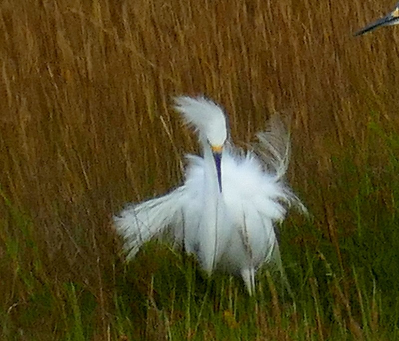 Snowy Egret - ML608888951