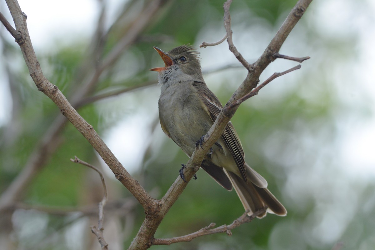 Caribbean Elaenia (Caribbean) - ML608888967