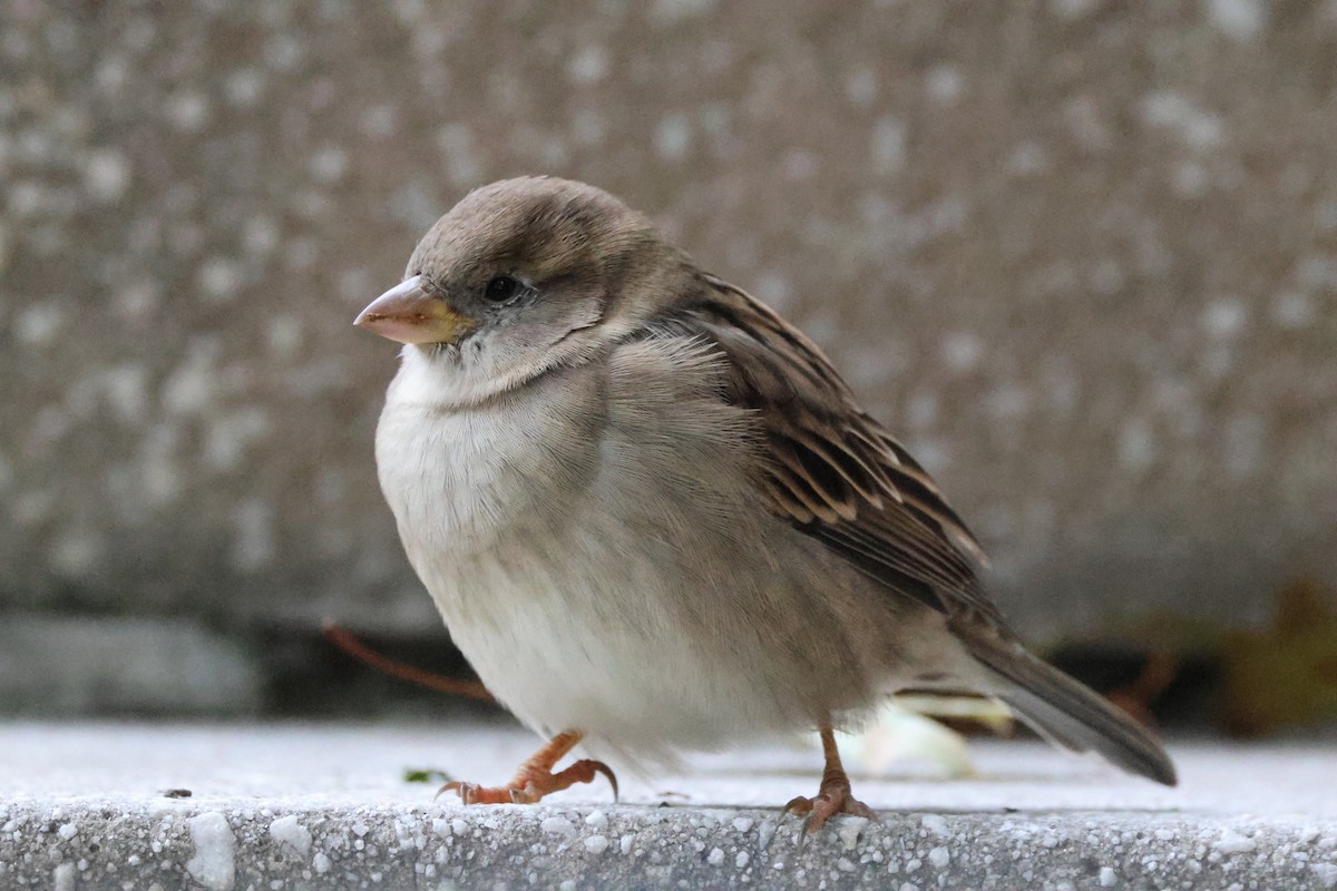 House Sparrow - Tracey Chan