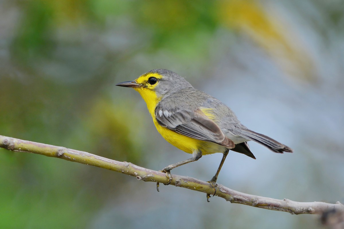 Barbuda Warbler - David Hollie
