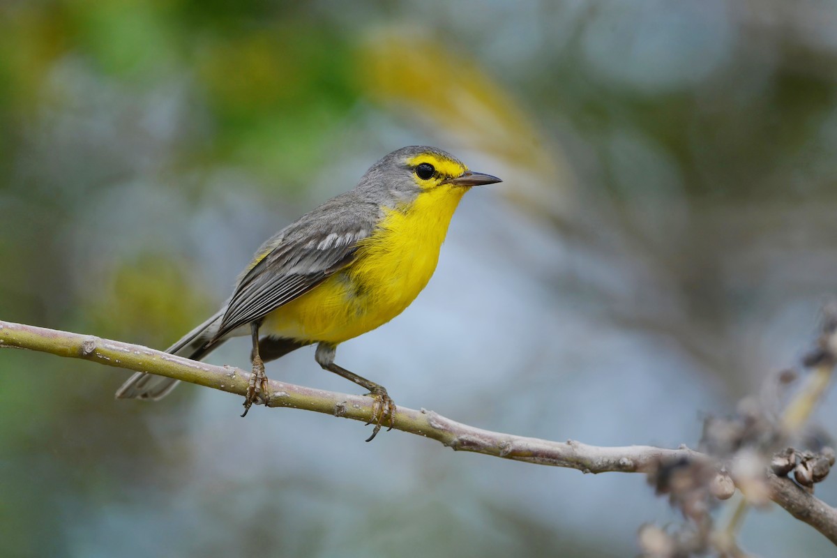 Barbuda Warbler - David Hollie