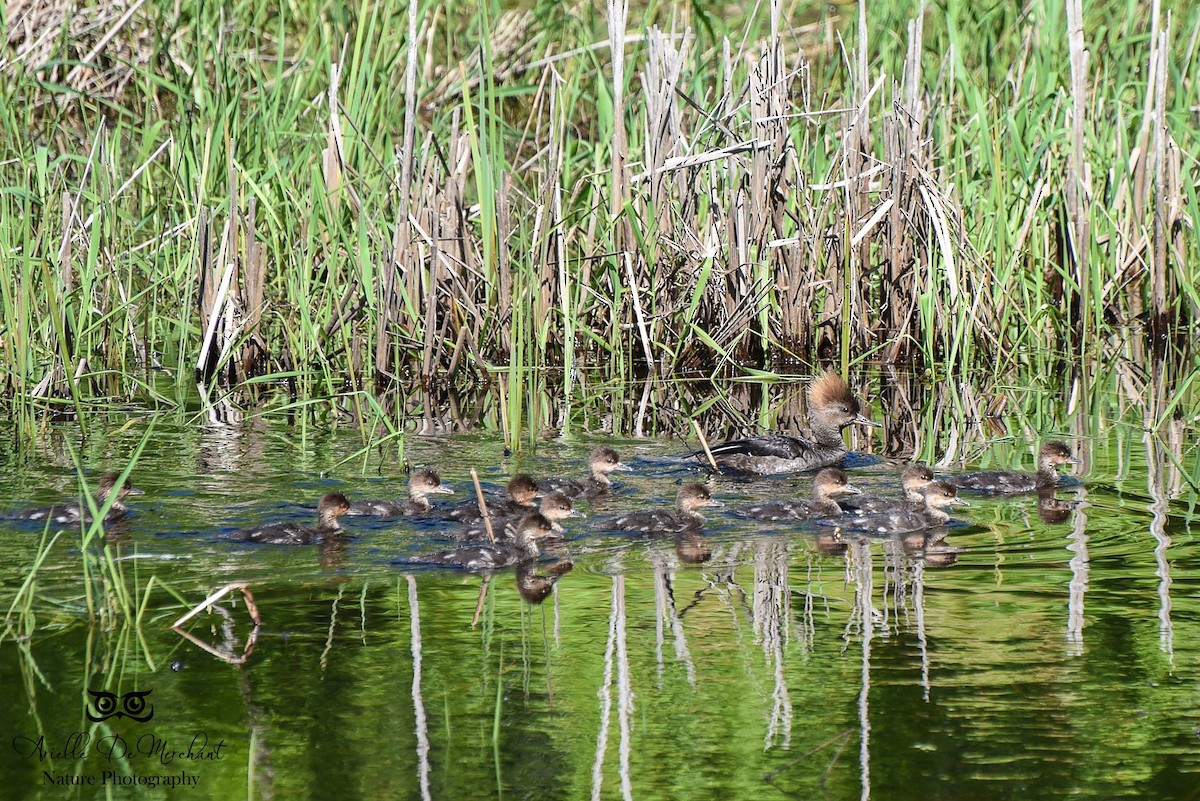 Hooded Merganser - ML60888911