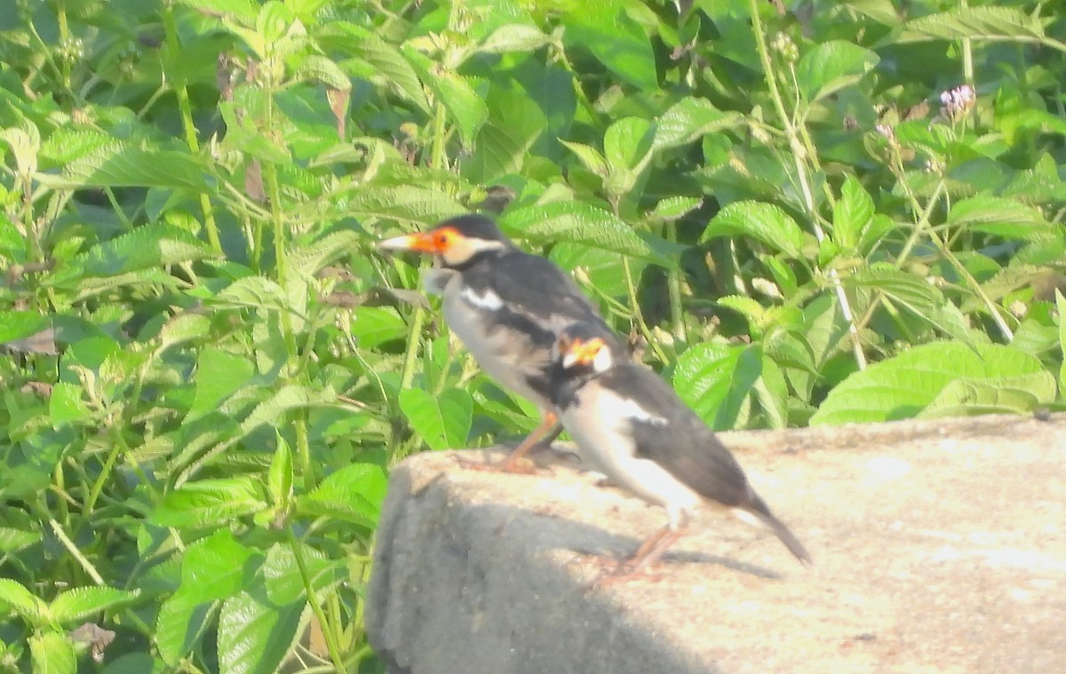 Indian Pied Starling - ML608889160