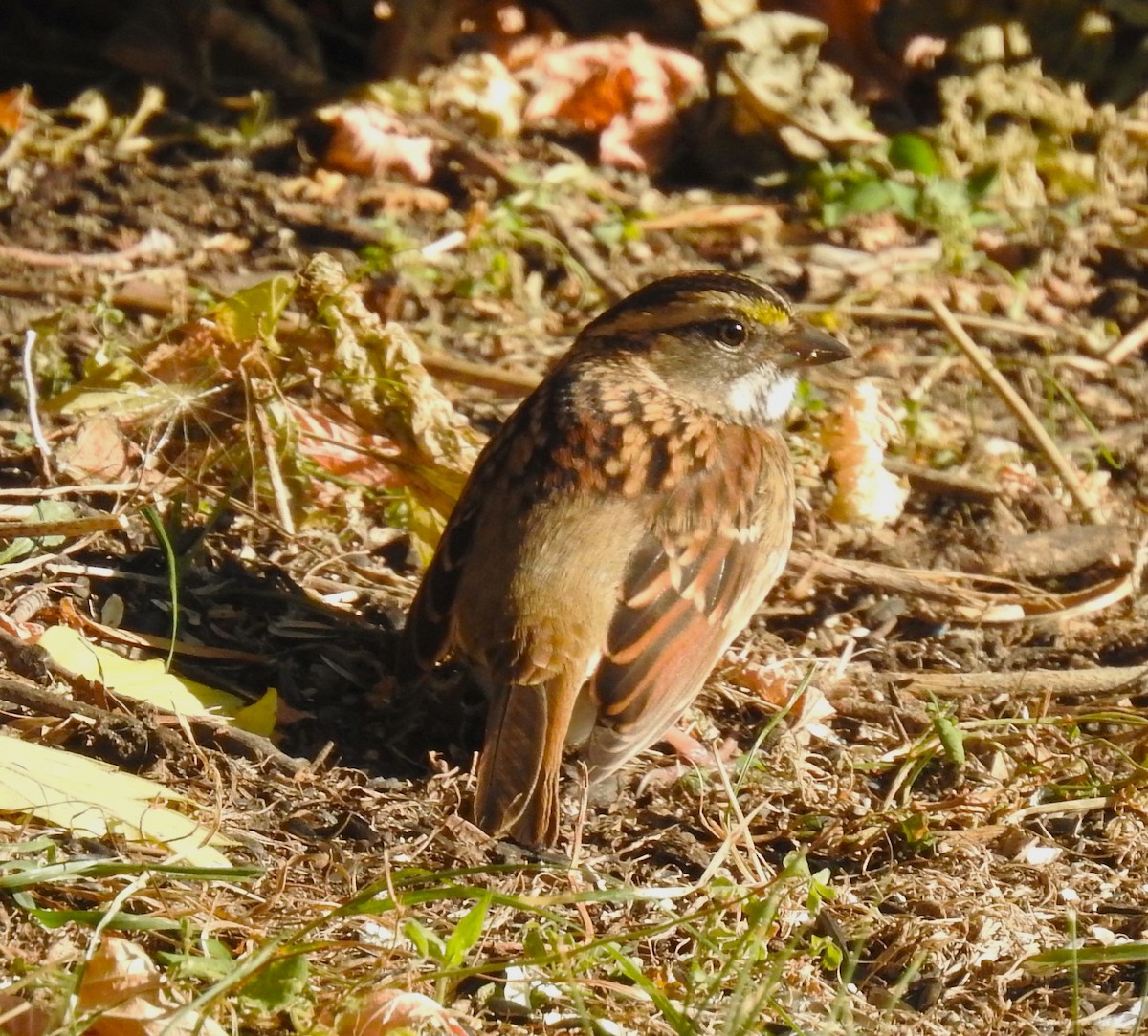 White-throated Sparrow - ML608889179