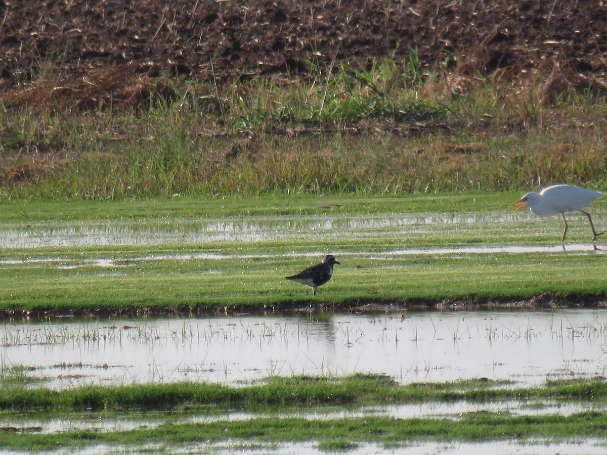 Black-bellied Plover - ML608889182