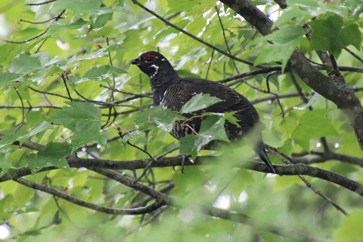 Spruce Grouse - ML608889271