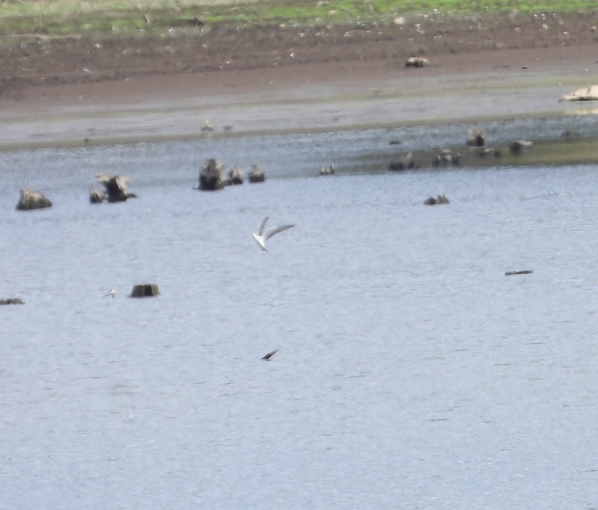 Black Tern - Franqui Illanes
