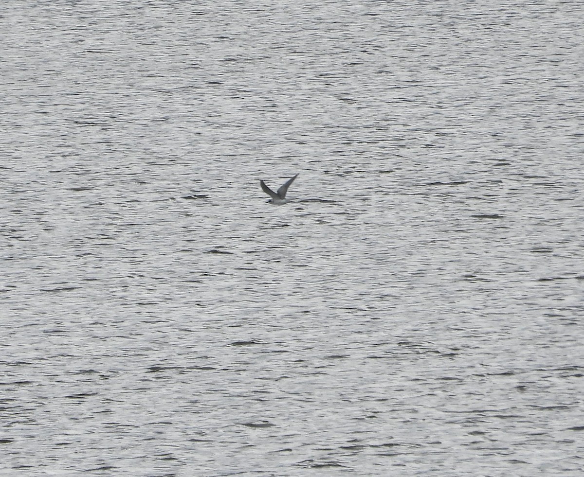 Black Tern - Franqui Illanes
