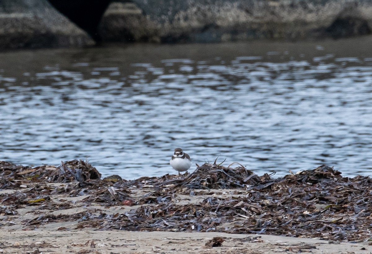 Common Ringed Plover - ML608889308