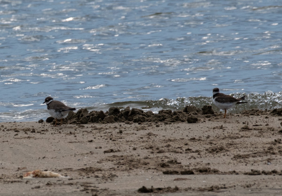Common Ringed Plover - ML608889312