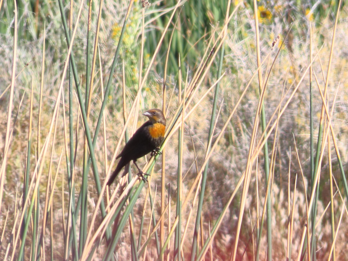 Yellow-headed Blackbird - ML608889378