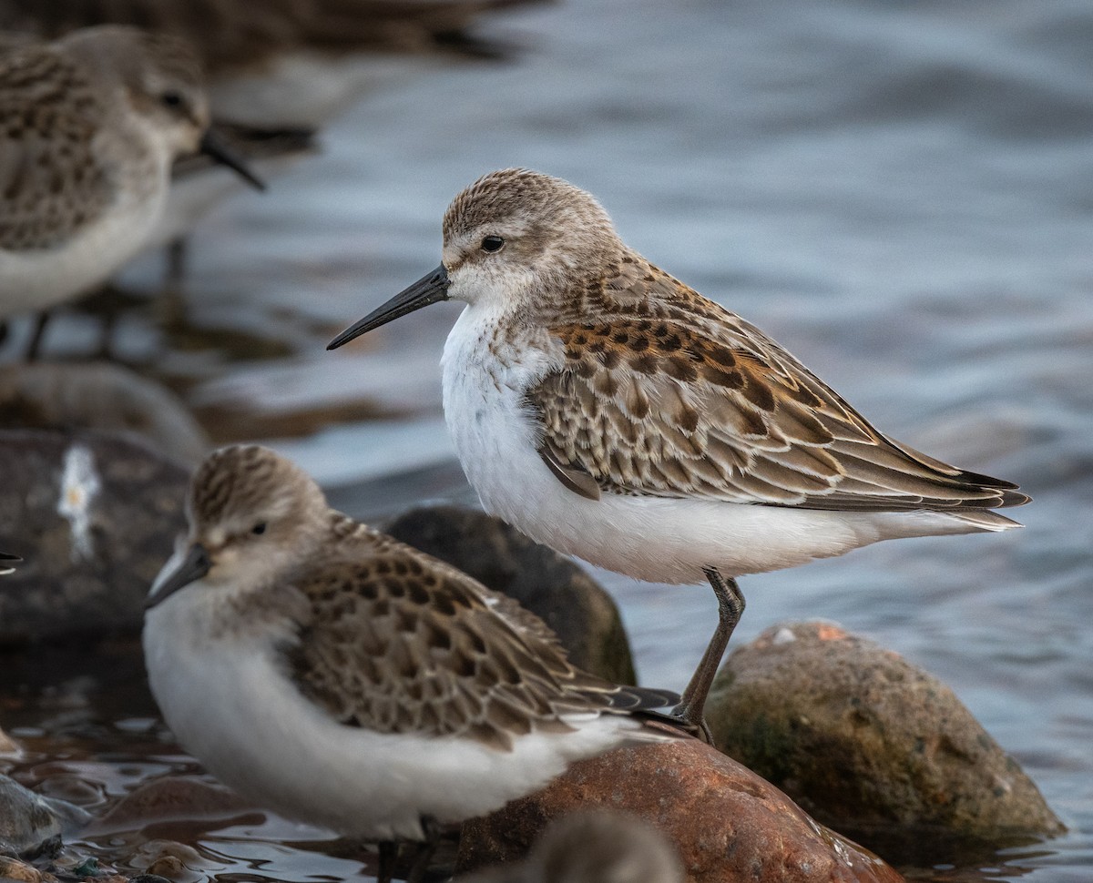 Western Sandpiper - ML608889451