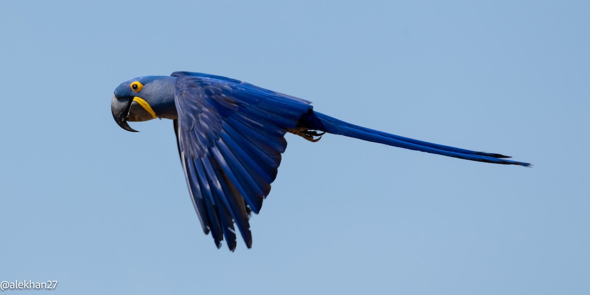 Hyacinth Macaw - Eleuterio Ramirez