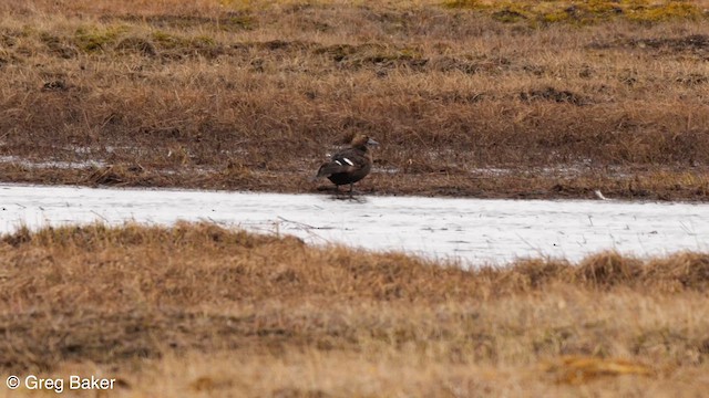 Steller's Eider - ML608889532