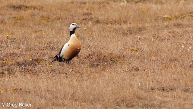 Steller's Eider - ML608889533