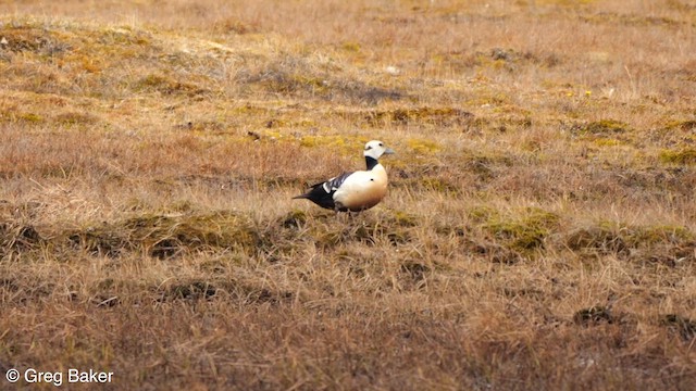 Steller's Eider - ML608889534