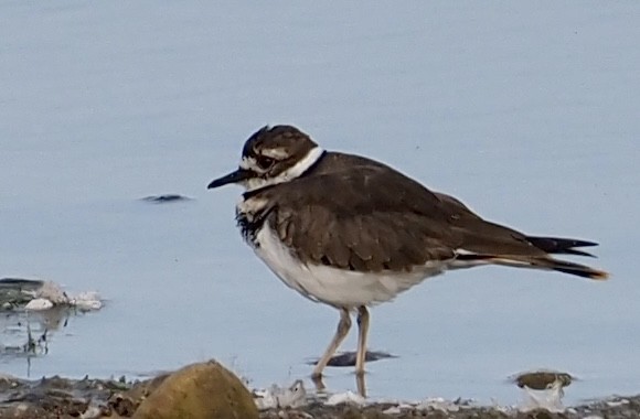 Killdeer - ML608889569