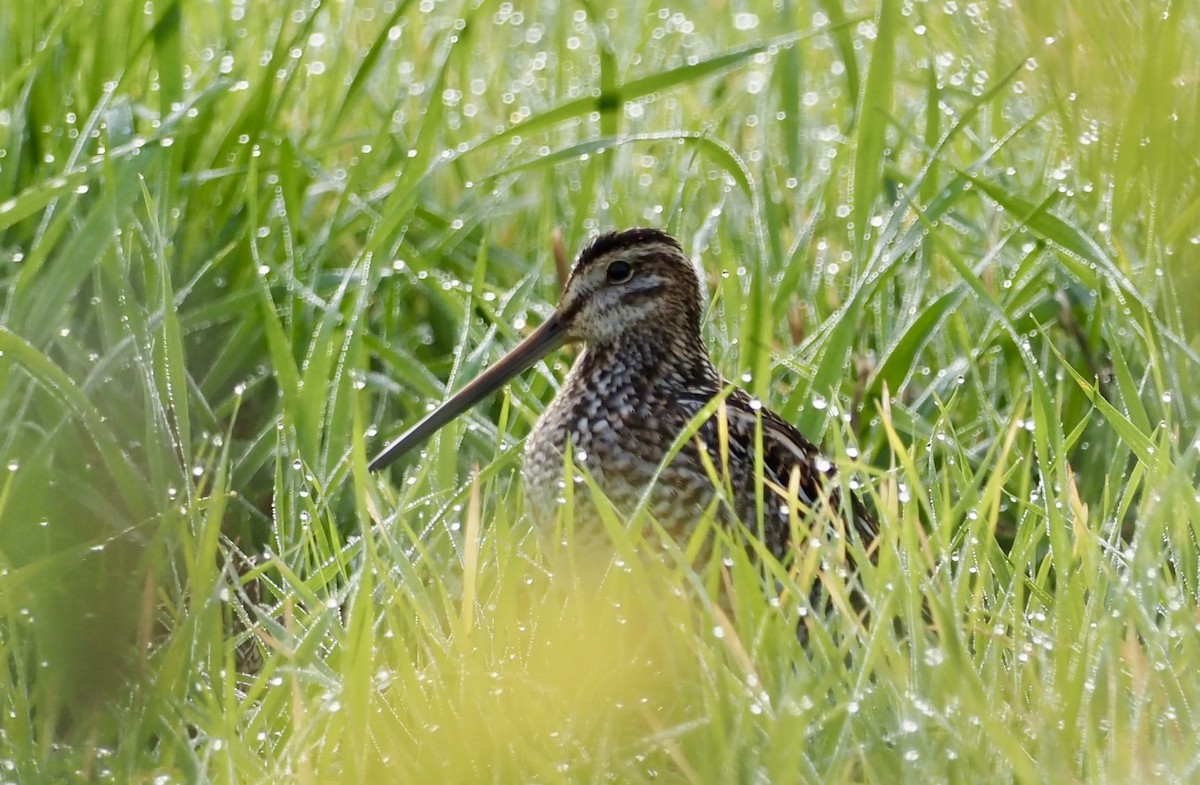 Wilson's Snipe - ML608889628