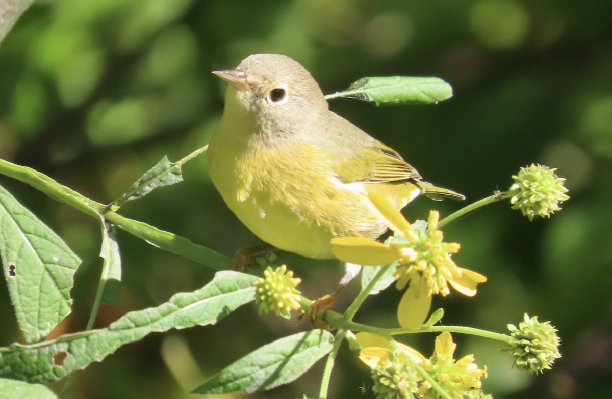 Nashville Warbler - ML608889657