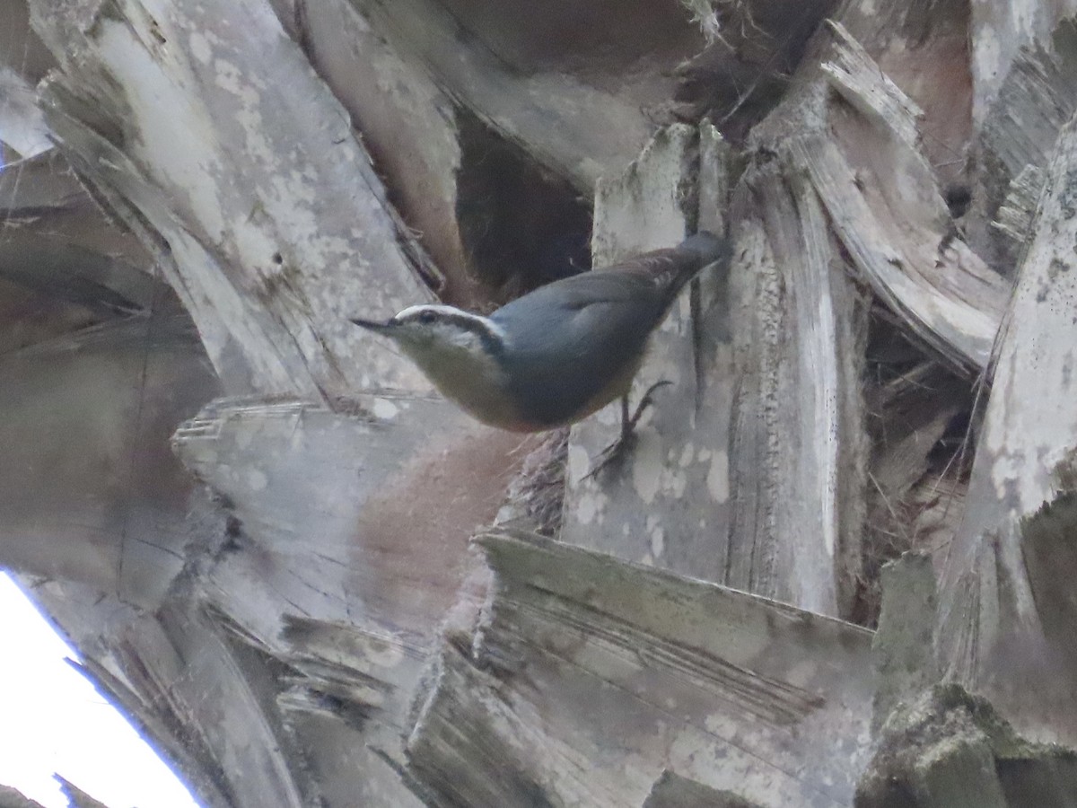 Red-breasted Nuthatch - ML608889675