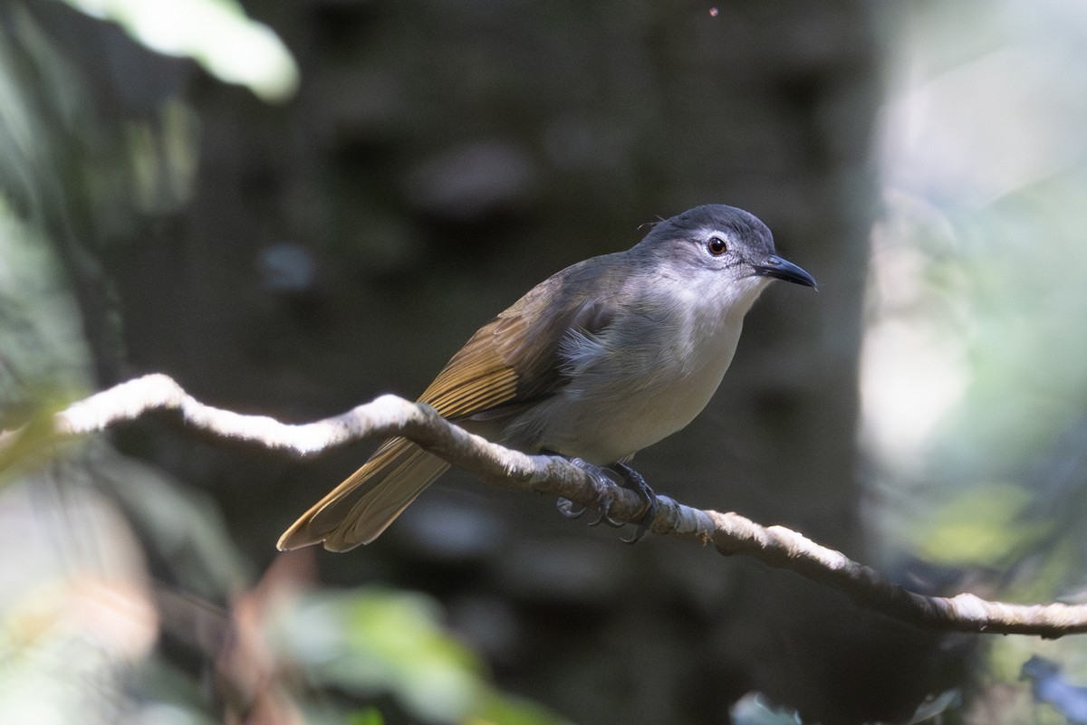 Yellow-streaked Greenbul - Mason Flint