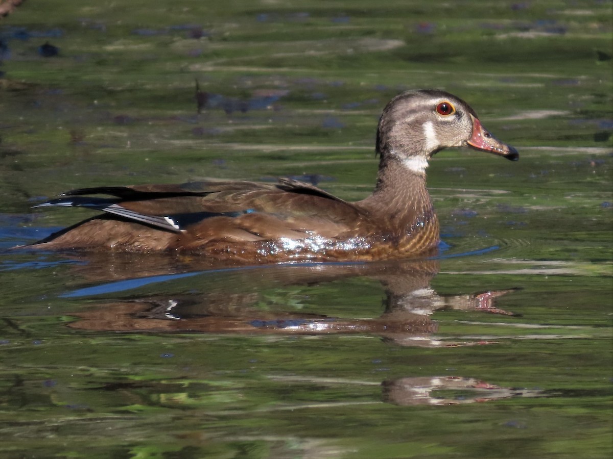 Wood Duck - ML608890046