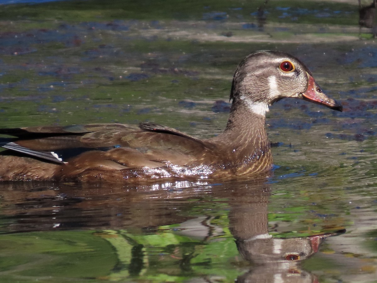 Wood Duck - ML608890048