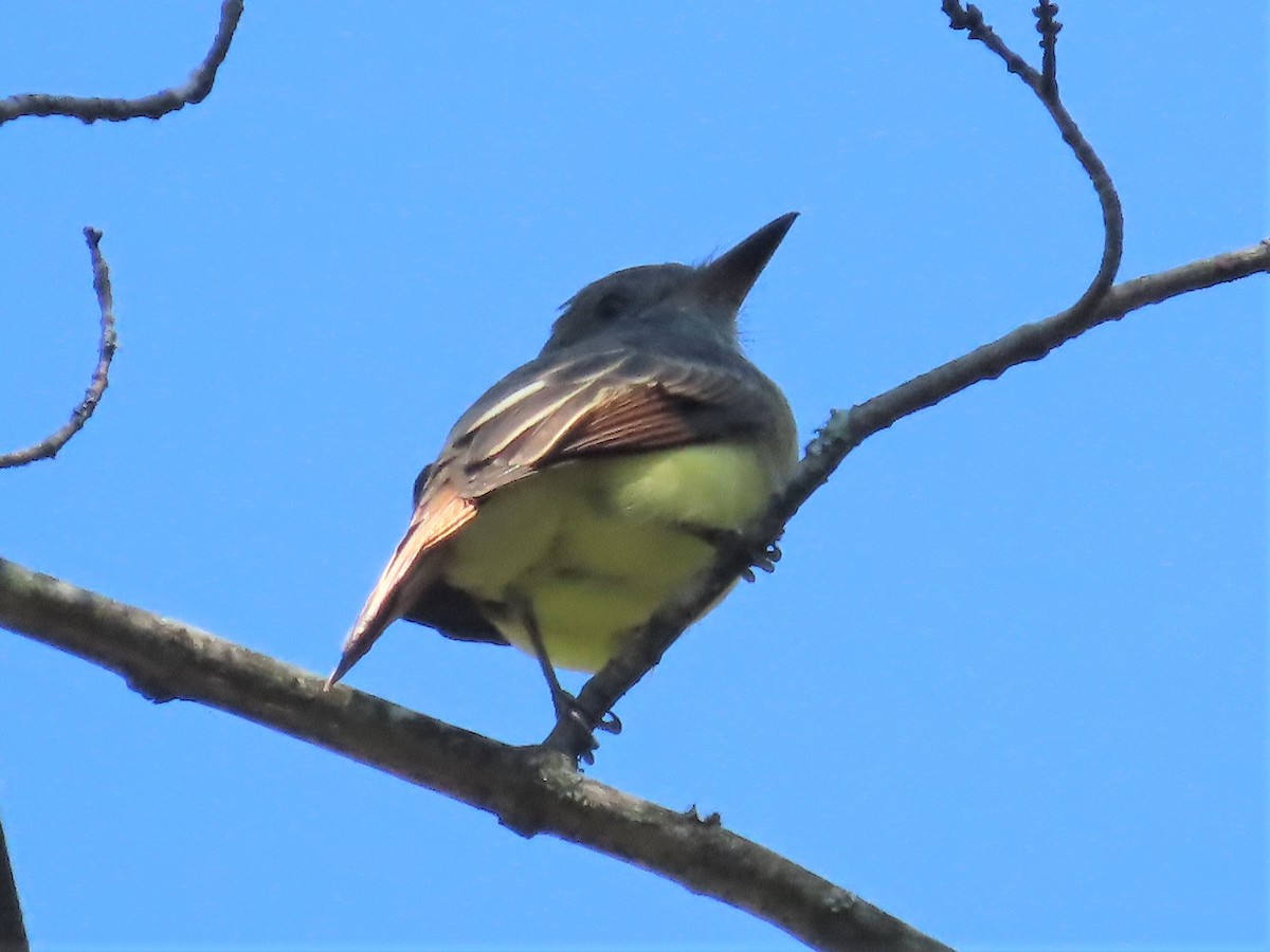 Great Crested Flycatcher - Teresa Noel