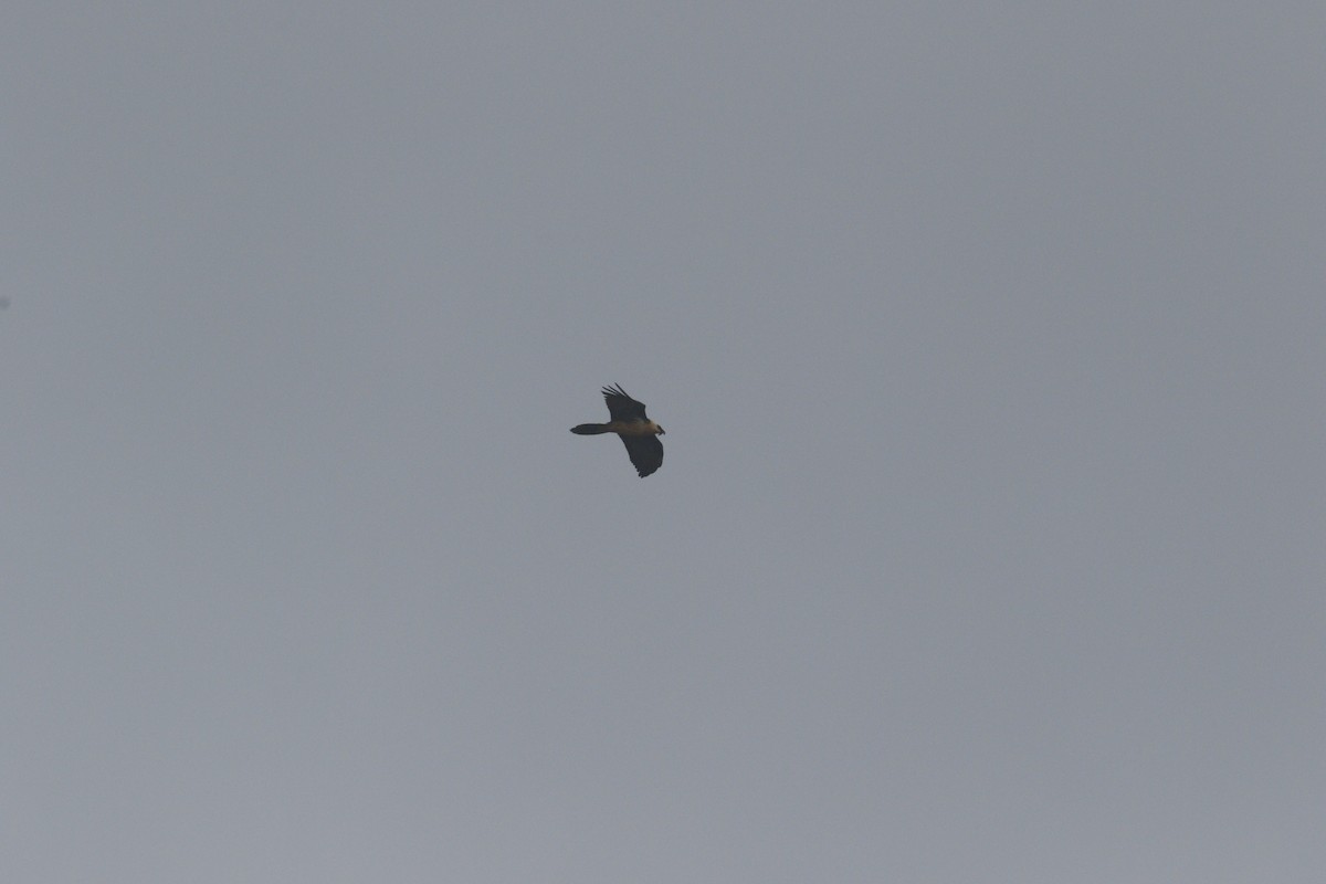 Gypaète barbu (meridionalis) - ML608890092